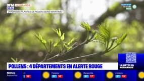 Normandie: quatre départements en alerte rouge