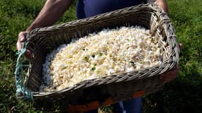 Récolte du jasmin à Grasse