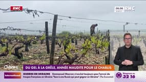 Du gel à la grêle, année maudite pour le chablis
