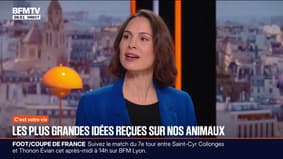 Les plus grandes idées reçues sur nos animaux de compagnie 