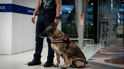 Une unité cynophile à l'aéroport de Bangkok (Thaïlande) le 14 juillet 2026.