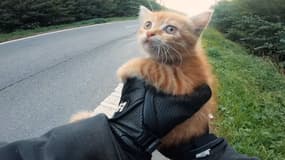 Le chaton ramassé par le motard aurait pu bien mal finir.