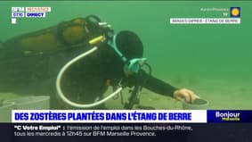 Marseille: des zostères transplantées dans l'Etang de Berre pour favoriser la biodiversité