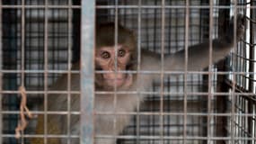 Un singe capturé après s'être introduit dans une zone résidentielle de Shimla, en Inde, en octobre 2020 (illustration)