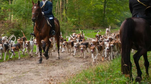 Des chasseurs et leurs chiens lors d'une partie de chasse à courre