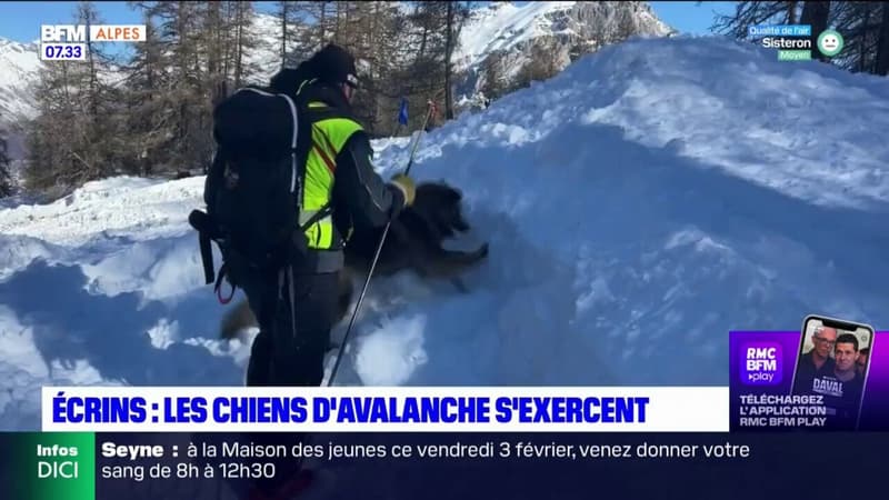 Hautes-Alpes: les chiens d'avalanche s'exercent dans le massif des Écrins