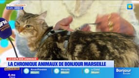 Le Café des Animaux: Alix, notre star du jour