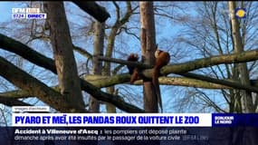 Les deux jeunes pandas roux Pyaro et Meï ont quitté le zoo de Lille