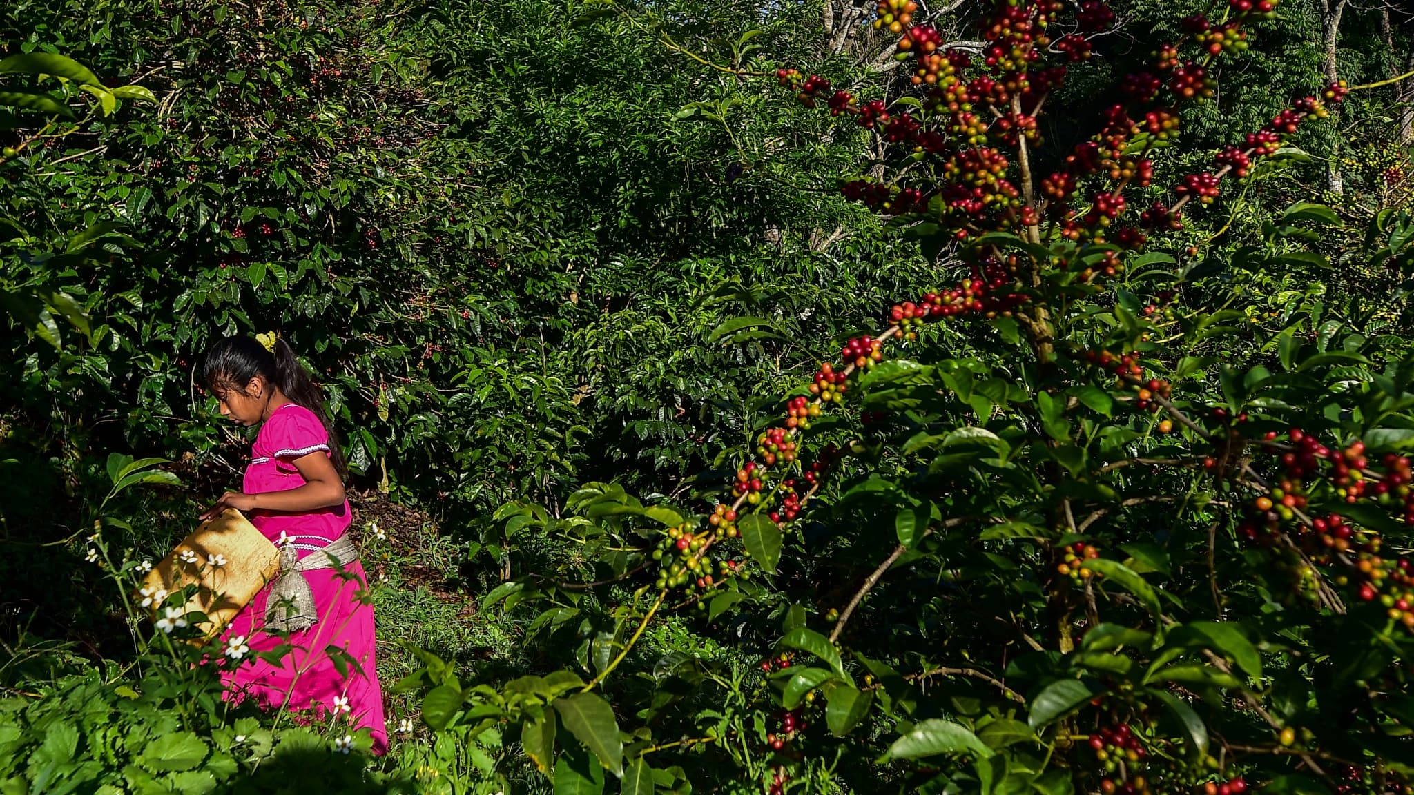 Une plantation au Panama