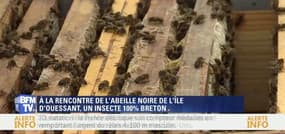 Une semaine en ...: Découvrez l'abeille noire de l'île d'Ouessant