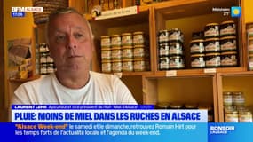 Alsace: les apiculteurs face à une baisse de leurs rendements en raison de la pluie