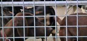 Animaux abandonnés à la SPA: "Il y a constamment des demandes d'abandon"