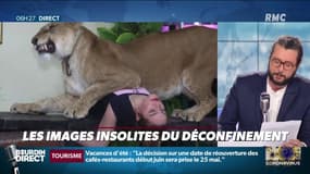 Insolite: ce dompteur "télétravaille" avec son lion à la maison...