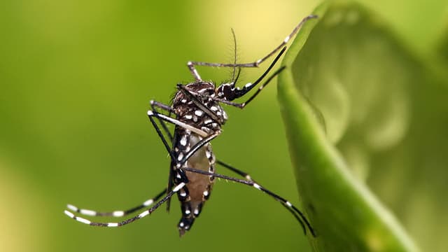 Une exemplaire de moustique tigre de type Aedes Aegypti, vecteur de la dengue et du chikungunya, dont Oxitec a créé une version génétiquement modifiée.