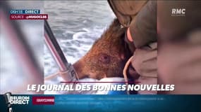 Un sanglier flottant, un taureau fugueur et un chien héros: l'étonnant "journal des bonnes nouvelles"