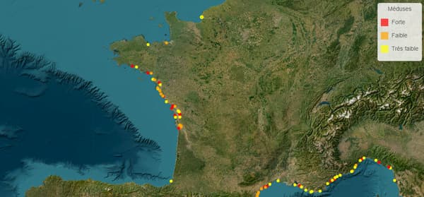 Le département de Charente-Maritime fortement concerné par l'arrivée massive de méduses