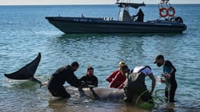 Une jeune baleine blessée au museau s'était échouée sur une plage du sud d'Athènes vendredi 29 janvier 2022