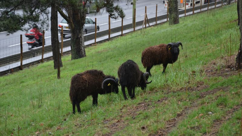 Depuis plusieurs années, des moutons contribuent à l'entretien des talus du périphérique.
