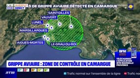 Bouches-du-Rhône: une zone de contrôle mise en place après un cas de grippe aviaire dans le Gard