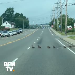 Durant plus d’une minute, ces canards ont bloqué la circulation en traversant la route 