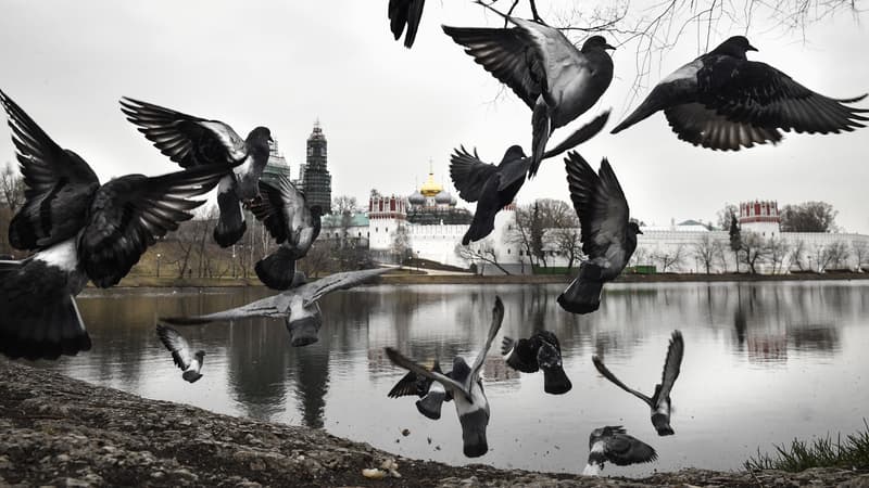 Des oiseaux