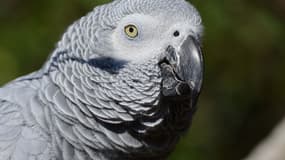 Un perroquet gris du Gabon (Photo d'illustration)