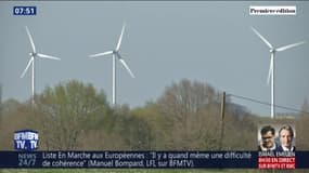 Les éoliennes ont-elles un effet néfaste sur les animaux ?