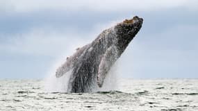 Une baleine à bosse saute dans l'océan Pacifique