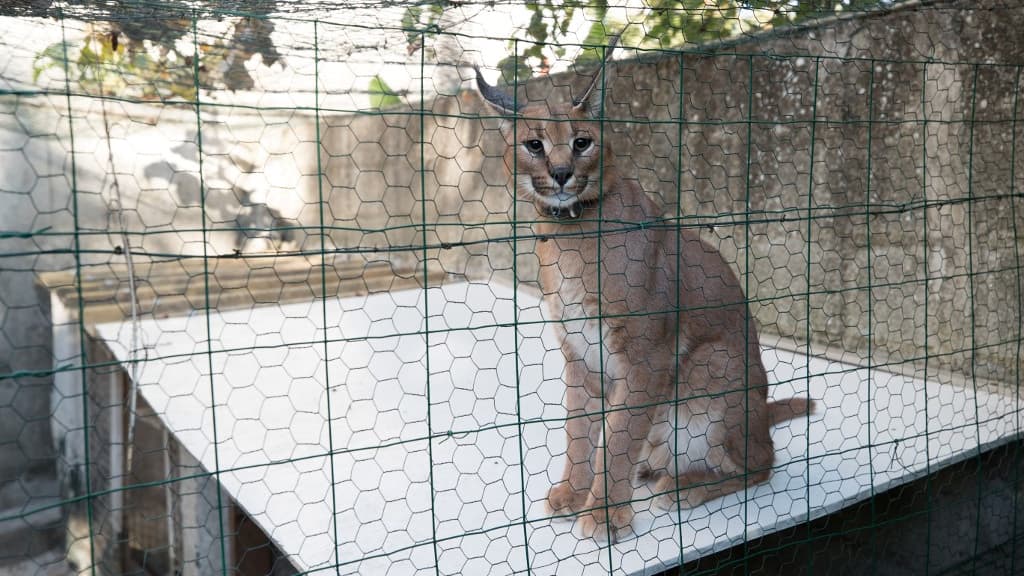 Un caracal récupéré par les pompiers dans un jardin privé de Champigny-sur-Marne, le 12 septembre 2018