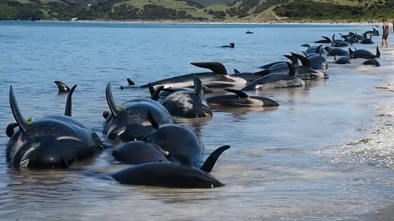 Des baleines échouées à Farewell Spit, en Nouvelle-Zélande, le 11 février 2017.