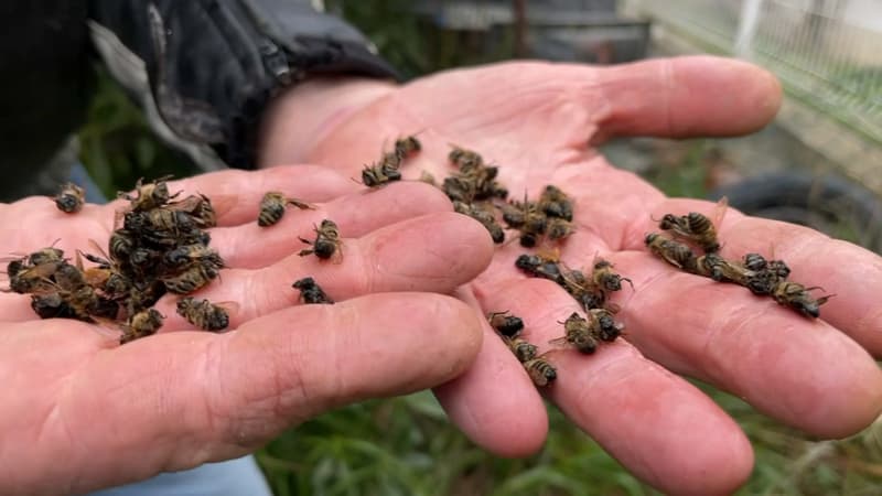 Marseille: plus d'un millier d'abeilles retrouvées mortes dans un bosquet du 8e arrondissement