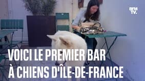 Le "Toutouccino": le premier bar à chiens d’Île-de-France