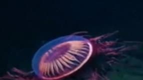 Une méduse très rare filmée dans les eaux mexicaines