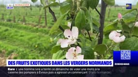 Normandie: avec la montée des températures, des fruits exotiques font leur apparition dans les vergers normands