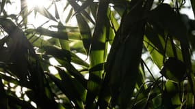 Une exploitation de bambou. (Image d'illustration)