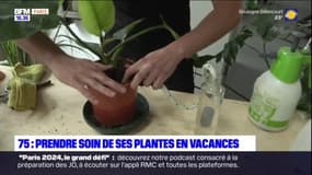 Vacances: comment prendre soin de vos plantes vertes en congés ?