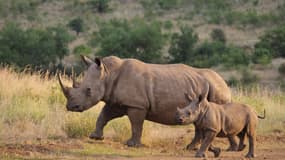 Une femelle rhinocéros et son petit, en Afrique du Sud. (Photo d'illustration).