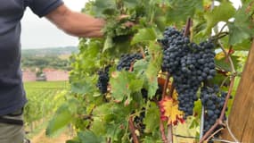 Des vignes en Alsace.