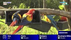 EXPERTS D'ICI : Parrot World, évasion sud-américaine en terre francilienne