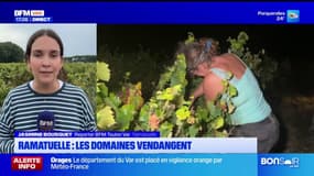 Ramatuelle: les vendanges débutent au Mas de Pampelonne