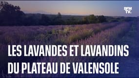 À la découverte des lavandes et lavandins du plateau de Valensole, dans les Alpes-de-Haute-Provence