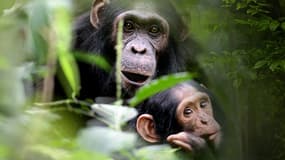 Sur la piste des grands singes, en ce moment au Museum national d'Histoire naturelle