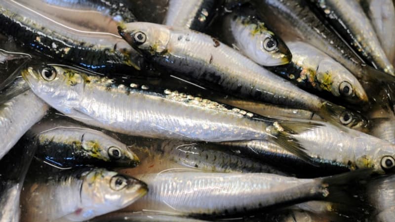 Des milliers de poissons s'échouent mystérieusement sur plusieurs plages du Finistère