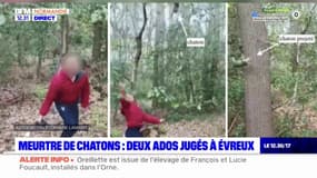 Torture de chatons dans l'Eure: deux adolescents reconnus coupable