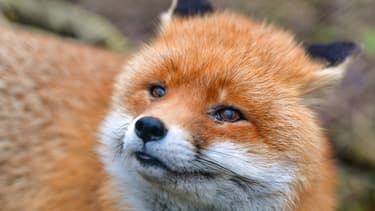 Un renard roux photographié le 10 janvier 2018 dans l'est de l'Allemagne.