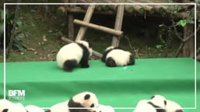 Ces pandas ne tiennent vraiment pas en place