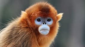 Un singe doré.