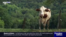 Dermatose nodulaire: entre la vaccination massive et l'abattage, la préoccupation des éleveurs grandit