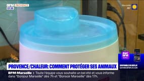 Bouches-du-Rhône: comment protéger ses animaux des fortes chaleurs?