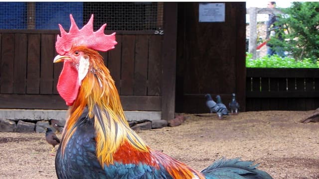Les voisins, qui habitent juste à côté de l'enclos de l'animal, se plaignent de nuisances sonores.